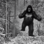Is the Patterson-Gimlin Film the Most Compelling Evidence of Bigfoot's Existence? - Unexplained Mysteries