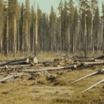 What Are the Mysteries Behind the Tunguska Event of 1908? - Unexplained Mysteries