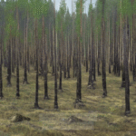 What Causes the Mysterious Tunguska Event: A Scientific Anomaly That Defies Explanation? - Unexplained Mysteries