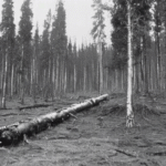 What Causes the Mysterious Tunguska Event of 1908 and Why Is It Still Unexplained? - Unexplained Mysteries