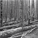 What Causes the Tunguska Event: A Century-Old Mystery Still Unsolved? - Unexplained Mysteries