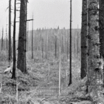 What Causes the Unexplained Disappearance of the Tunguska Event? - Unexplained Mysteries