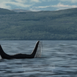 What Evidence Exists for Sonar Detections of the Loch Ness Monster? - Unexplained Mysteries