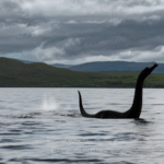 What Secrets Do Sonar Detections of the Loch Ness Monster Hold for Cryptozoology? - Unexplained Mysteries